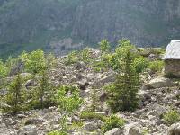 Youri - Ecrins 2005 150